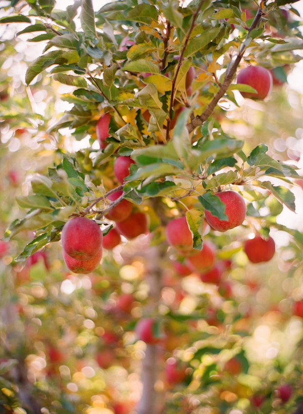 apple tree wedding photo by Elizabeth Messina Photography